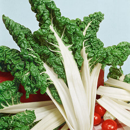 Fordhook Giant, Organic Swiss Chard Seeds - Packet image number null